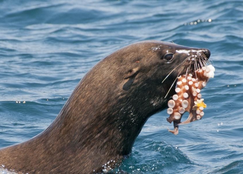 Combo Marine Wildlife Cruise + Cape Town City pm Tour image 3