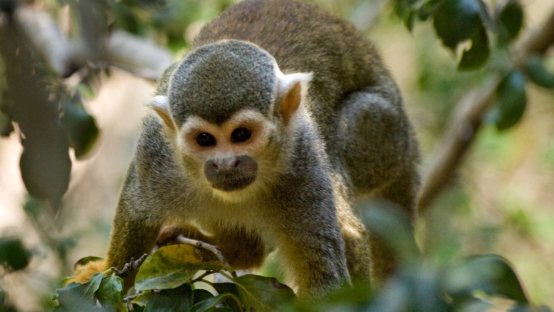Harties Monkey Sanctuary Tour image 5