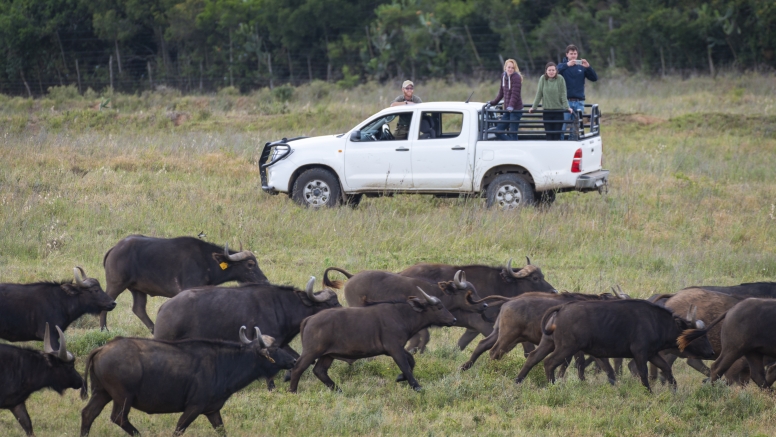 Buffalo Tour image 3