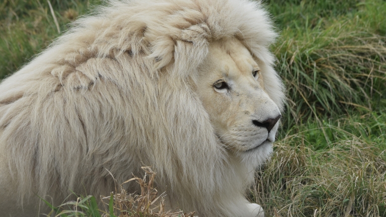 Wild Cat Experience image 1