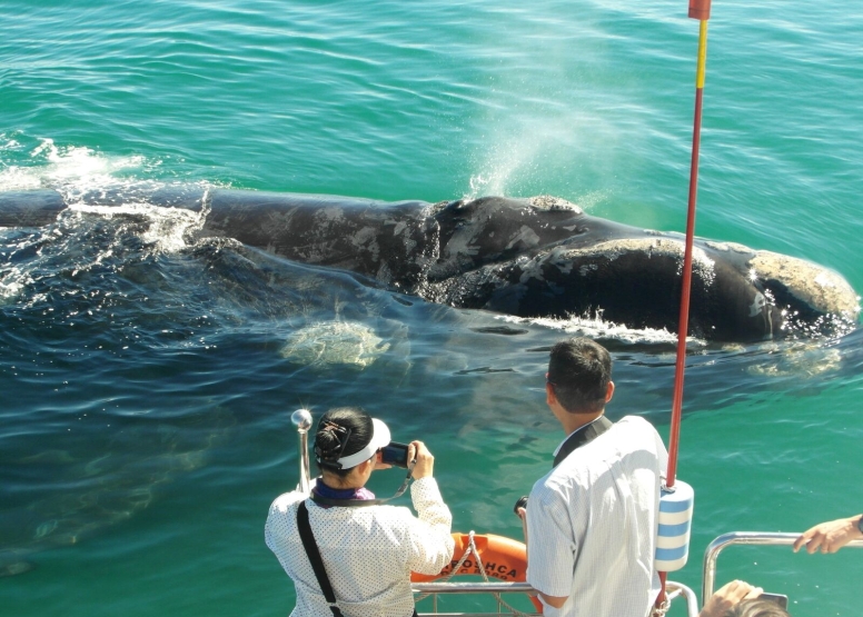 Whale Route Tour image 1