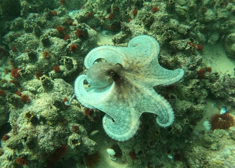 Guided Reef Snorkel image 2