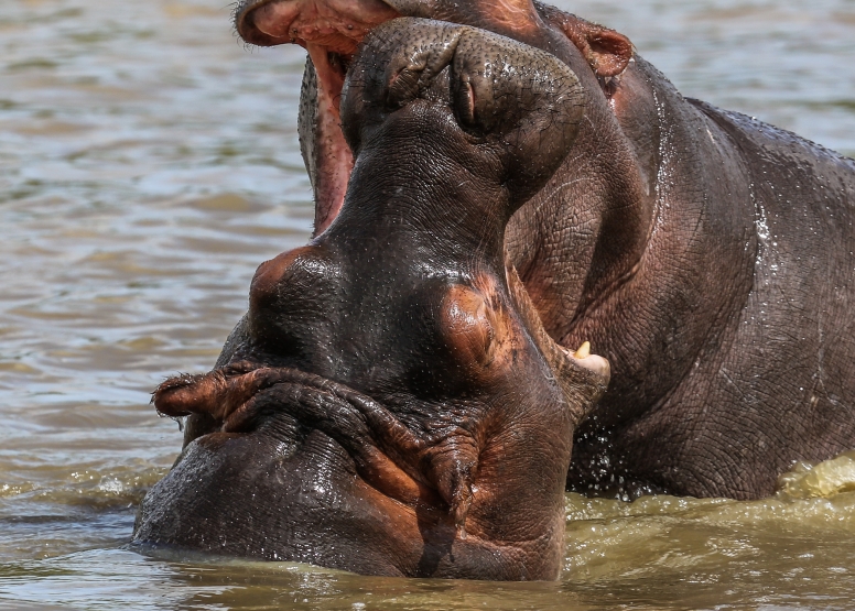 Hippo & Croc Boat Cruise image 8