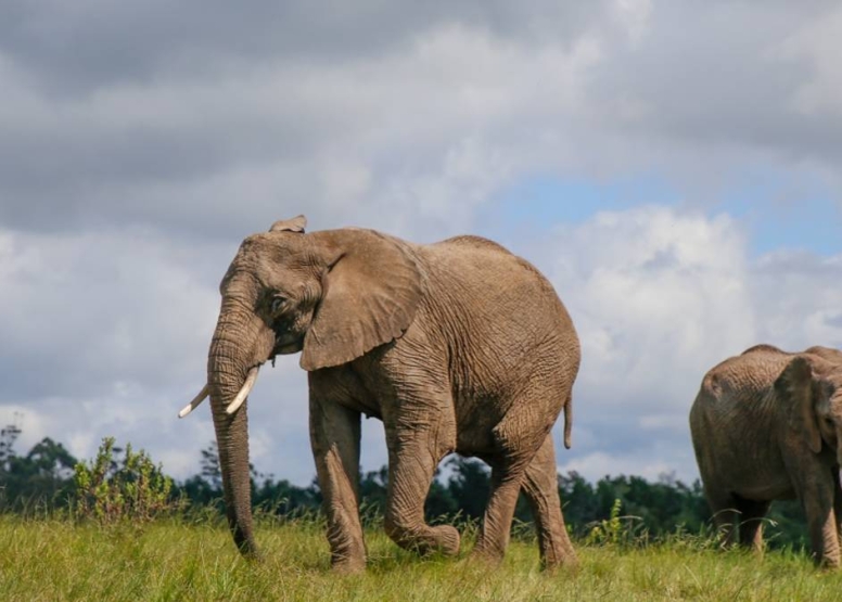 Morning Elephant Walk image 5