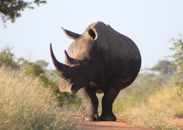 Exclusive Kruger National Park Full Day Safari with Brunch image 17