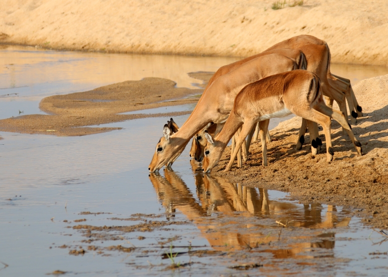 Addo Elephant Nat Park Game Drive image 2