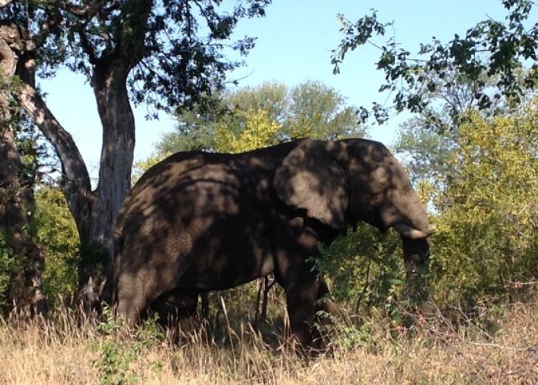 Elephant Tour image 6