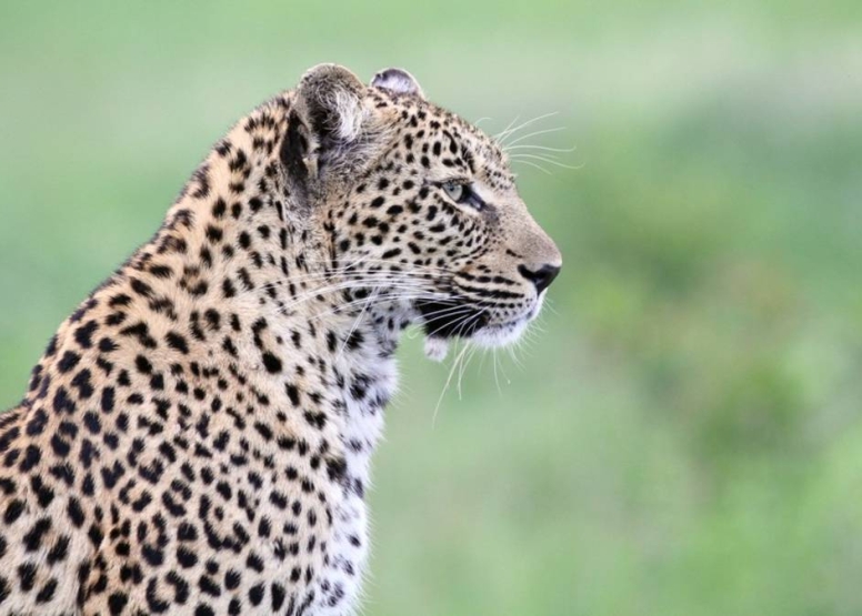 Afternoon KNP Open Vehicle Safaris image 4 Afternoon KNP Open Vehicle Safaris image 4