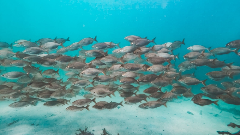 Great African Sea Forest Single Scuba Dive Boat Entry image 3