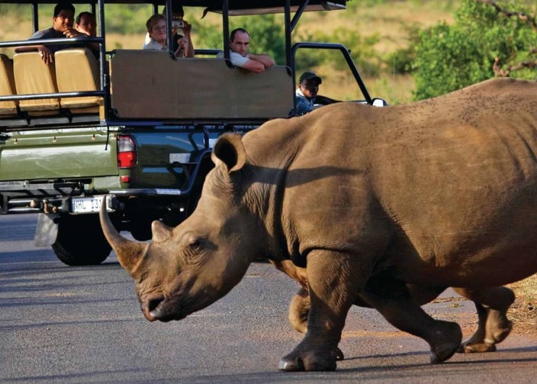 Afternoon Kruger Game Drive image 4