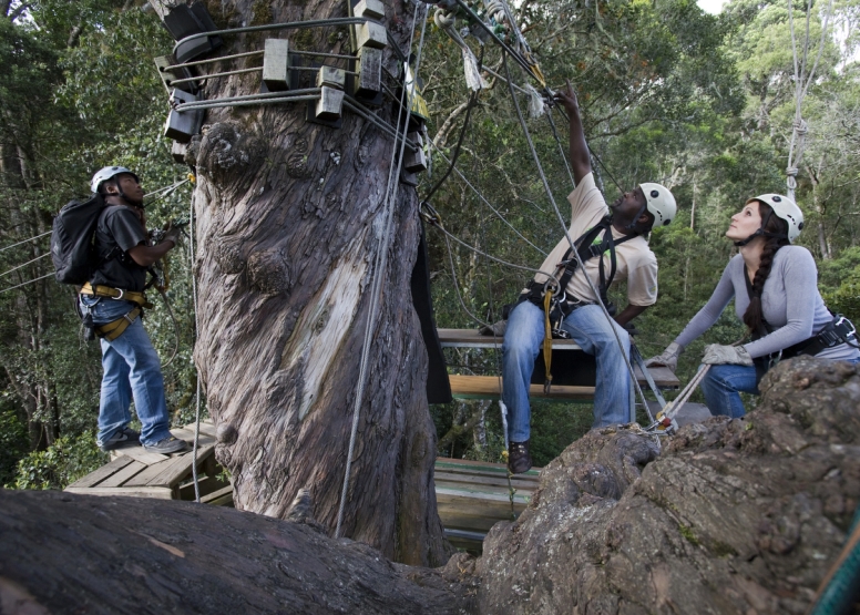 Tsitsikamma Canopy Tours image 16