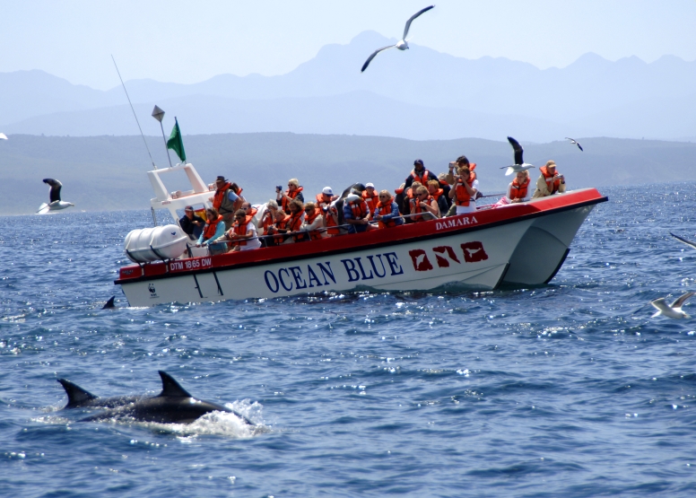 Whale Watching Encounter image 3