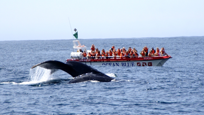 Whale Watching Encounter image 2