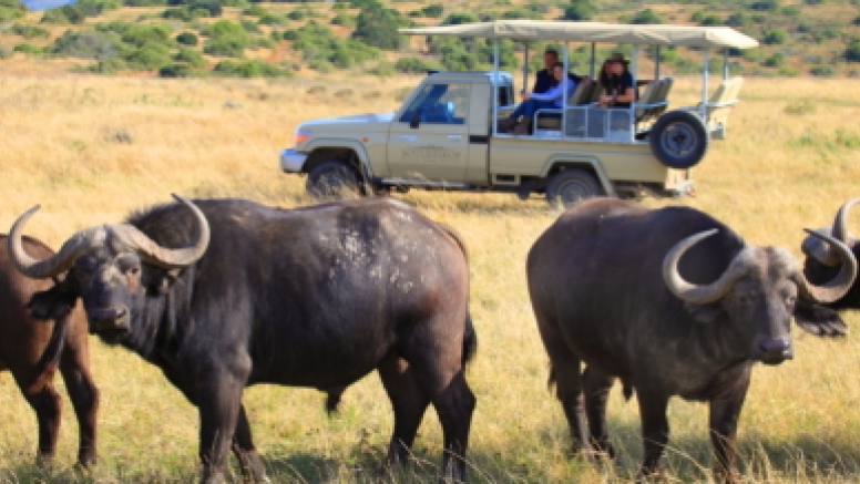 Sundowner Guided Game Drives image 3