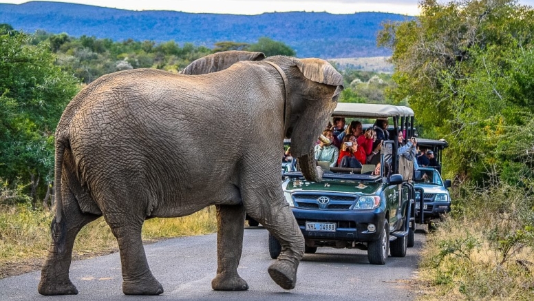 Half Day Hluhluwe-Imfolozi Safari image 3