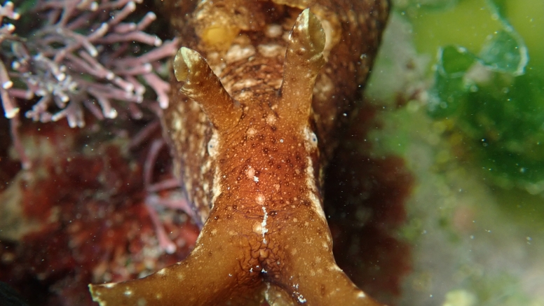 Snorkel Cape Town's Stunning Tidal Pools image 15