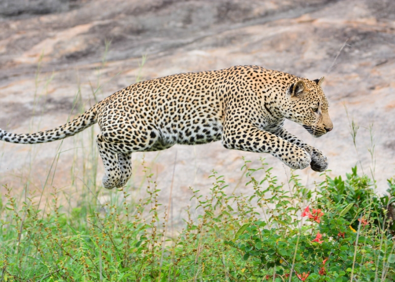 Photographic Full Day Private Safari Kruger Park image 2