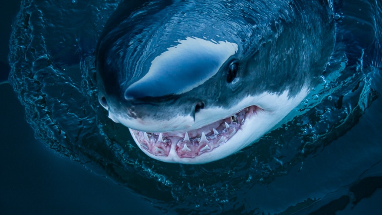 Shark Cage Diving in Gansbaai image 7