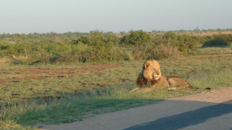 Lion King Tour image 6