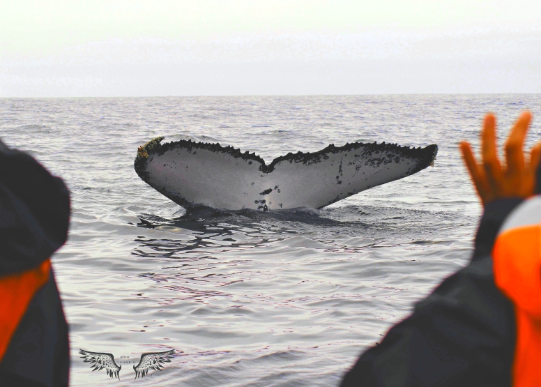 Whale & Dolphin Watching image 3
