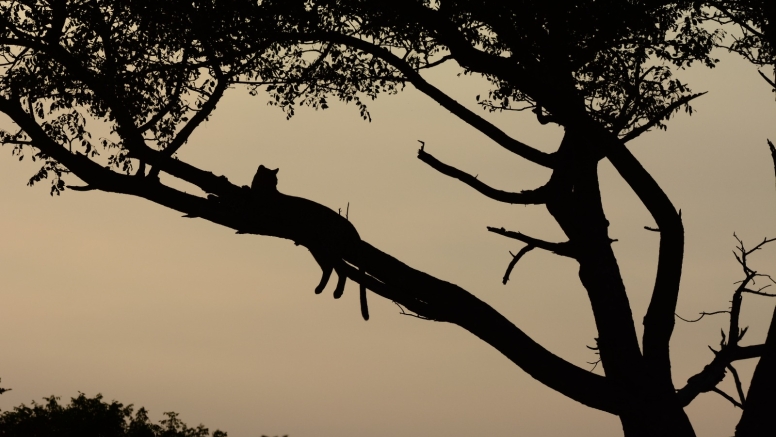 Exclusive Kruger National Park Full Day Safari with Brunch image 23