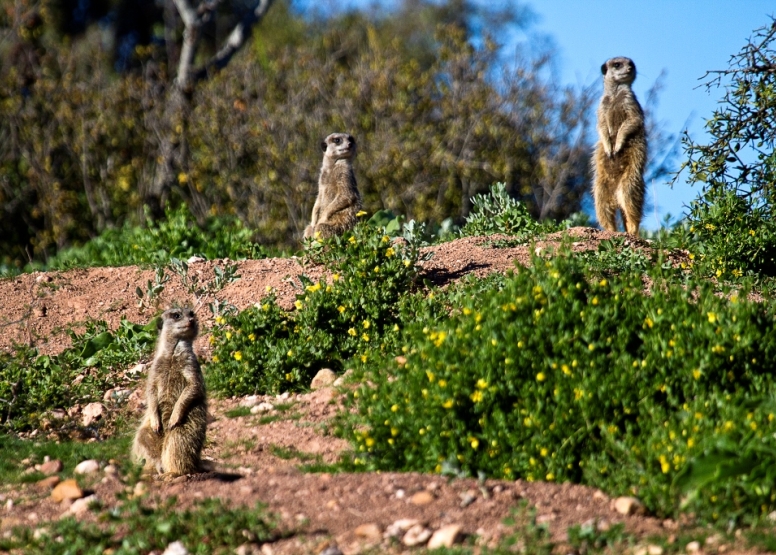 Meerkat Safaris image 2