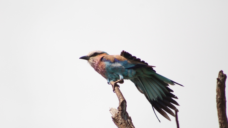 Exclusive Kruger National Park Full Day Safari with Brunch image 20