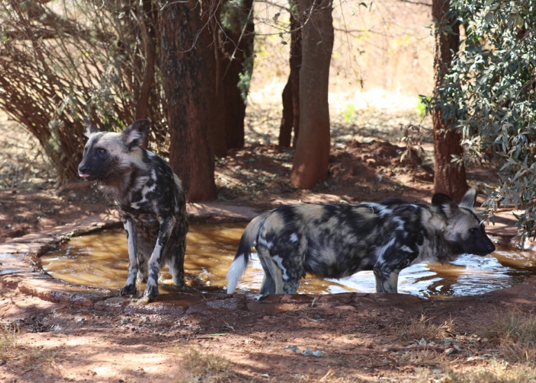 Savannah Trail Guided Walk Bothongo Rhino and Lion Nature Reserve image 6