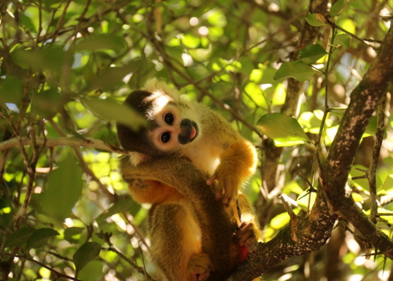 The Hidden Forest Wildlife Sanctuary image 3