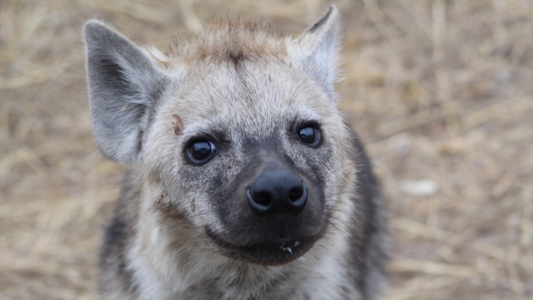 Exclusive Kruger National Park Full Day Safari with Brunch image 2