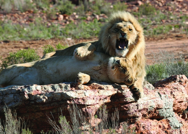 Horseback Safari (Including Transfer) image 10