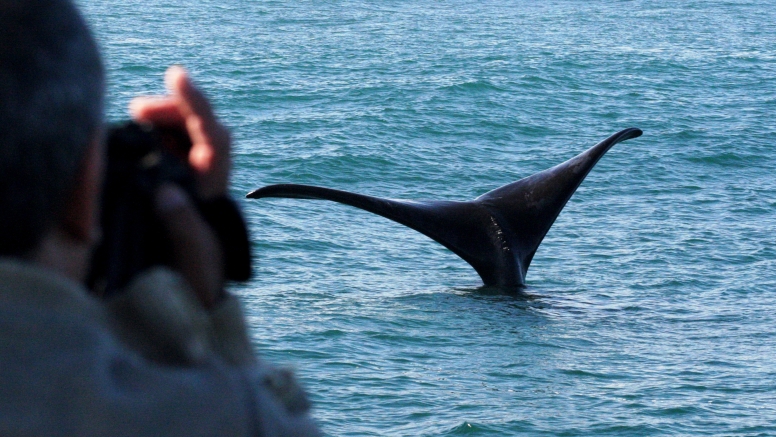 Hermanus Whale Watching with Southern Right Charters image 6