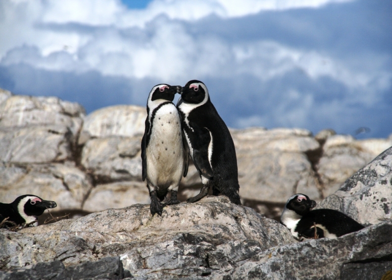 Marine Big 5 Tour Gansbaai image 11