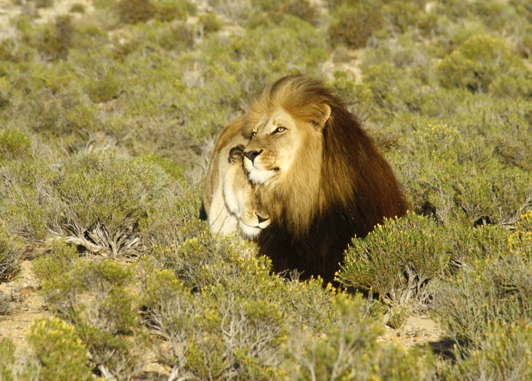 One Day Safari at Inverdoorn Safari Lodge & Game Reserve image 8
