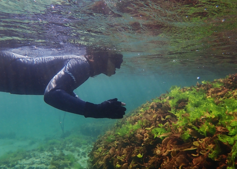 Snorkel Cape Town's Stunning Tidal Pools image 5