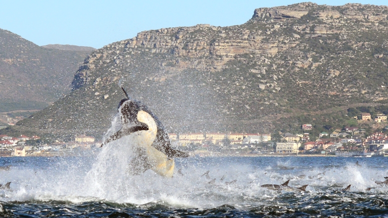 Cape Town Whale Watching Trip image 20