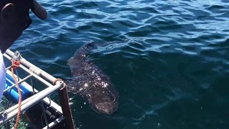 Cape Town Shark Cage Diving image 10