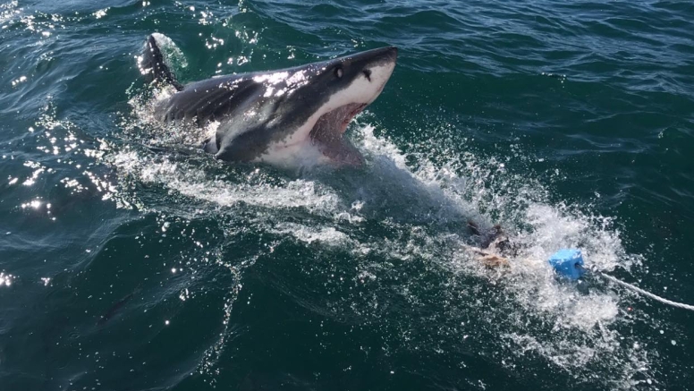 Shark Cage Diving Mossel Bay image 1