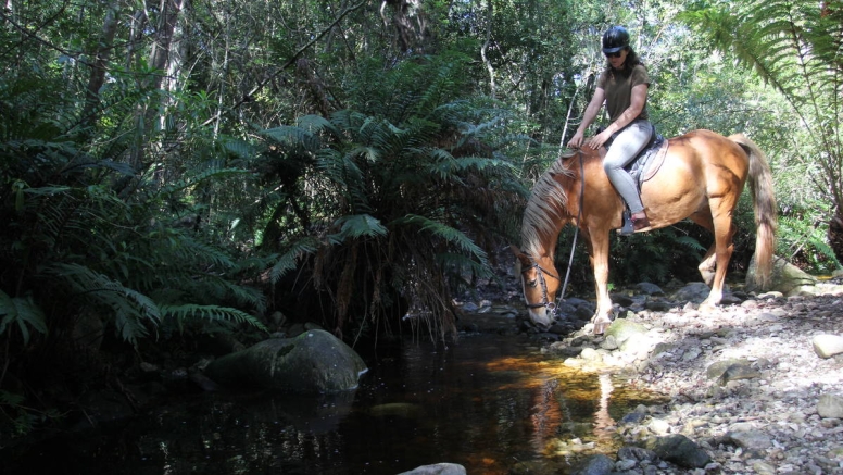 Half day horse ride wine and dine package image 1