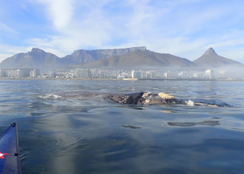 Guided Kayak Adventure image 4