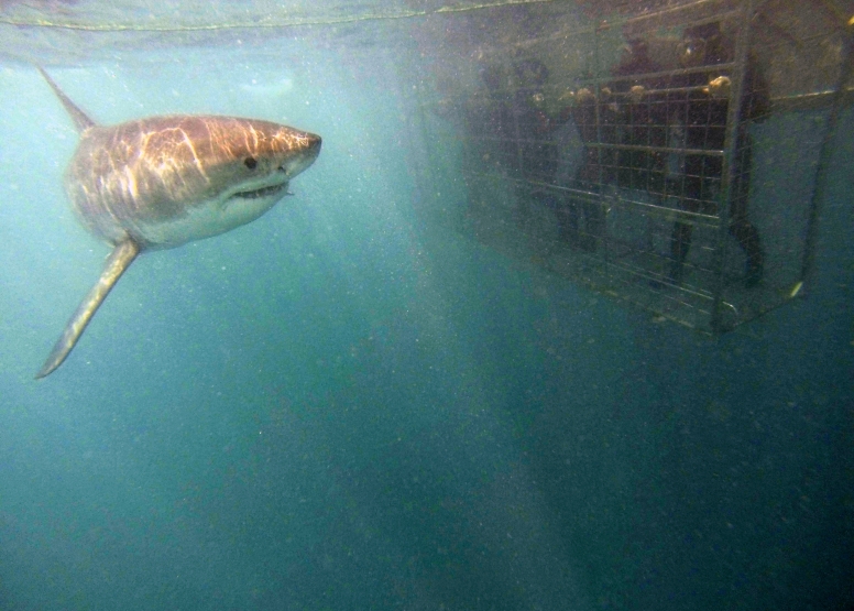 Shark Cage Diving Gansbaai - South African Special image 2