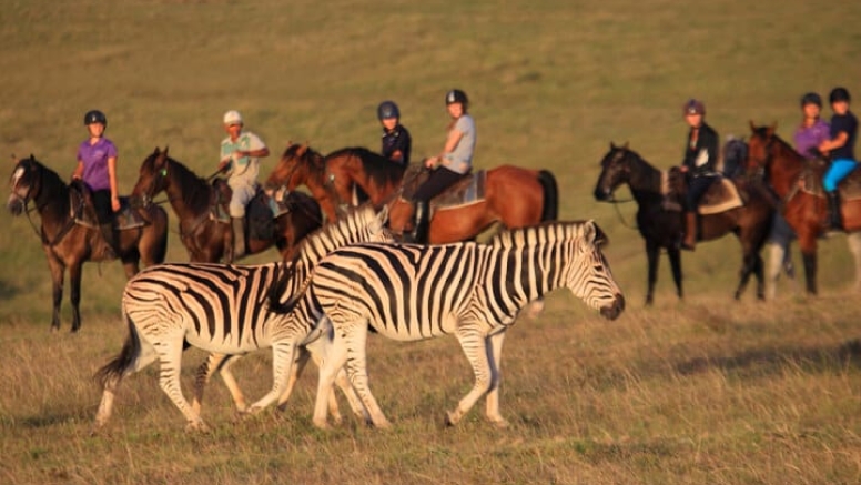 1 Hour Guided Horse Back Safari Experienced Riders image 2