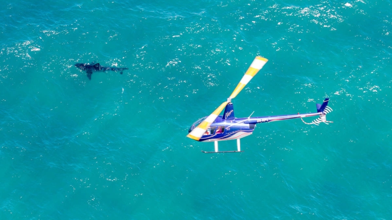 Great White Sharks Helicopter Flight image 5