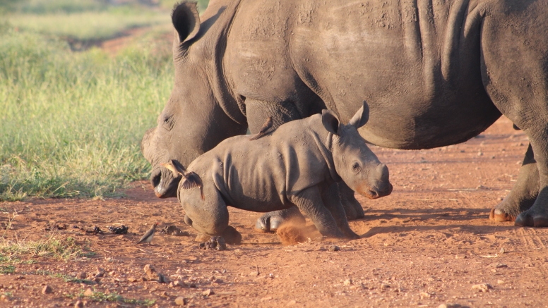 Exclusive Kruger National Park Full Day Safari with Brunch image 15