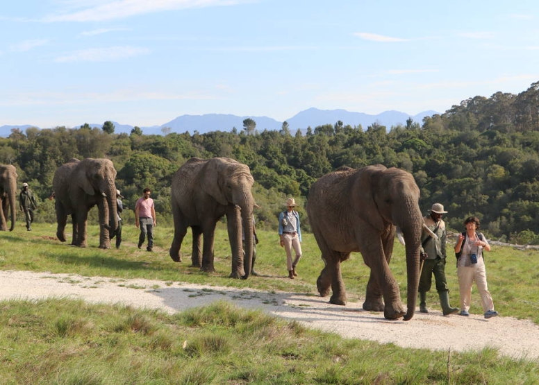 Morning Elephant Walk image 2