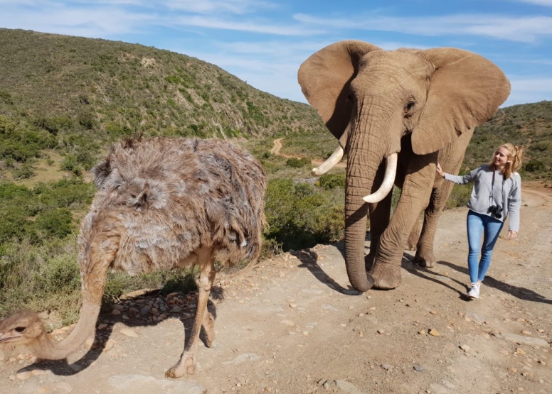 Elephant Walk and Interaction Mossel bay image 2