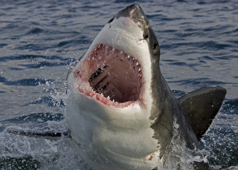 Shark Cage Diving Cape Town image 4