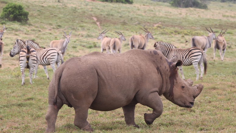 Half-Day Schotia Game Reserve (Open 4x4 Safari Vehicle) image 3