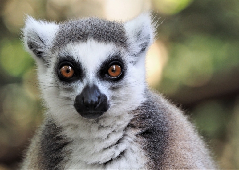 Monkeyland image 2