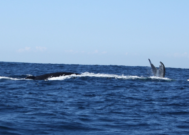 Durban Whale and Dolphin Watching image 6 Durban Whale and Dolphin Watching image 6